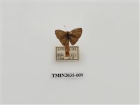 藏品(波灰蝶)的圖片